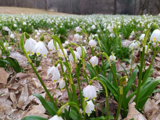 spring