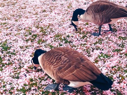 blossom